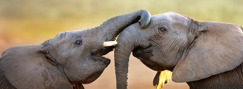 Illustration for article titled Africa - World's Best Luxury Safari Tour
